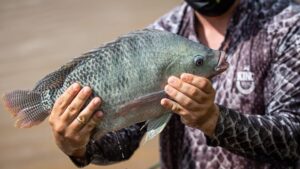 Tilápia Importada Avança e Já Representa 10% do Mercado Nacional