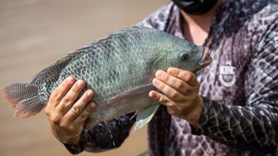 Tilápia Importada Avança e Já Representa 10% do Mercado Nacional