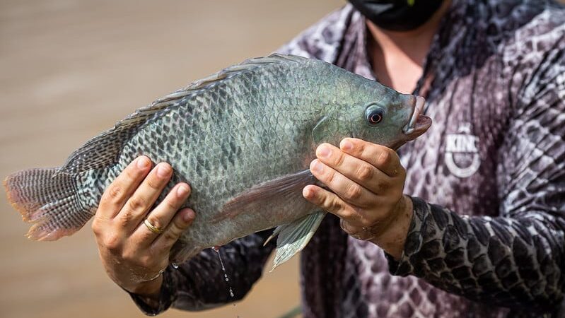 Tilápia Importada Avança e Já Representa 10% do Mercado Nacional