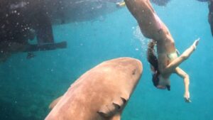 Novo vídeo mostra o momento de ataque de tubarão-lixa durante mergulho em Fernando de Noronha; veja vídeo
