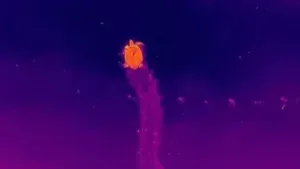 VÍDEO: Universidade registra desova de tartarugas com drones e inteligência artificial