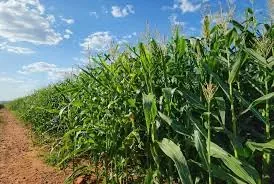 Agro brasileiro cresce e Minas Gerais ganha força como potência no setor