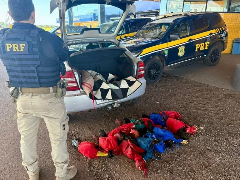 PRF flagra maus-tratos e resgata 13 aves em carro na BR-070 em MT; veja vídeo