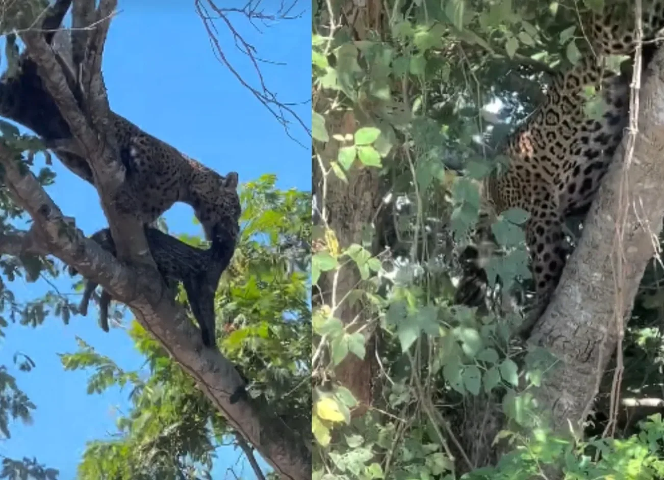 Onça-pintada é flagrada carregando filhote de jaguatirica morto no Pantanal; veja vídeo