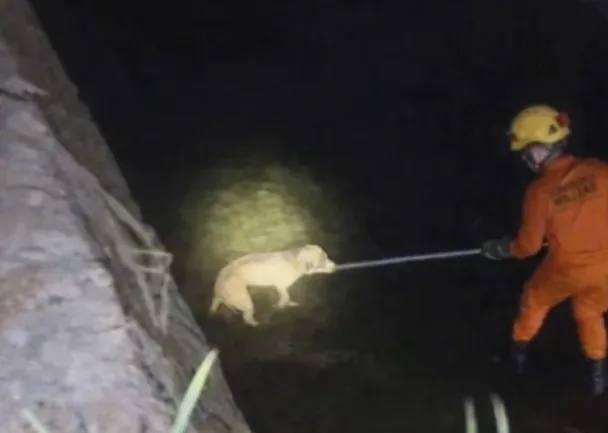 Pitbull cego é resgatado após cair em córrego em Rondonópolis; veja vídeo