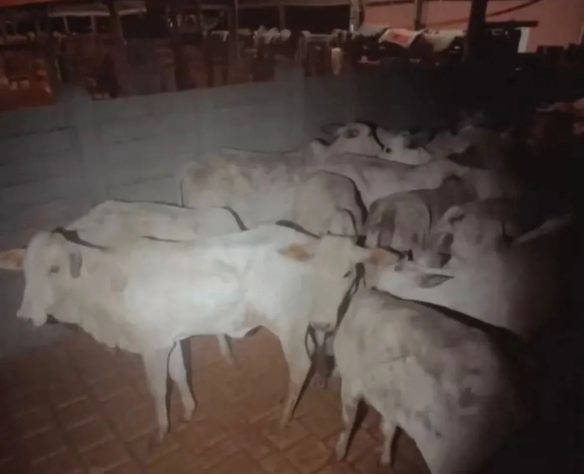 PM flagra transporte irregular de rebanho roubado e desmantela grupo criminoso em MT; veja vídeo