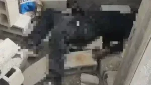 Polícia investiga corpo em decomposição encontrado em obra em São Sebastião no Distrito Federal; veja vídeo