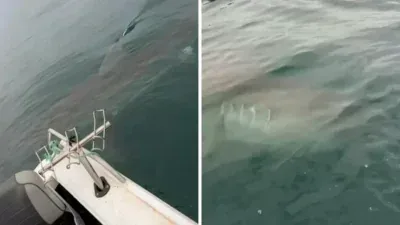 Tubarão-branco gigante ronda barco no sul da Austrália e assusta pescadores; veja vídeo