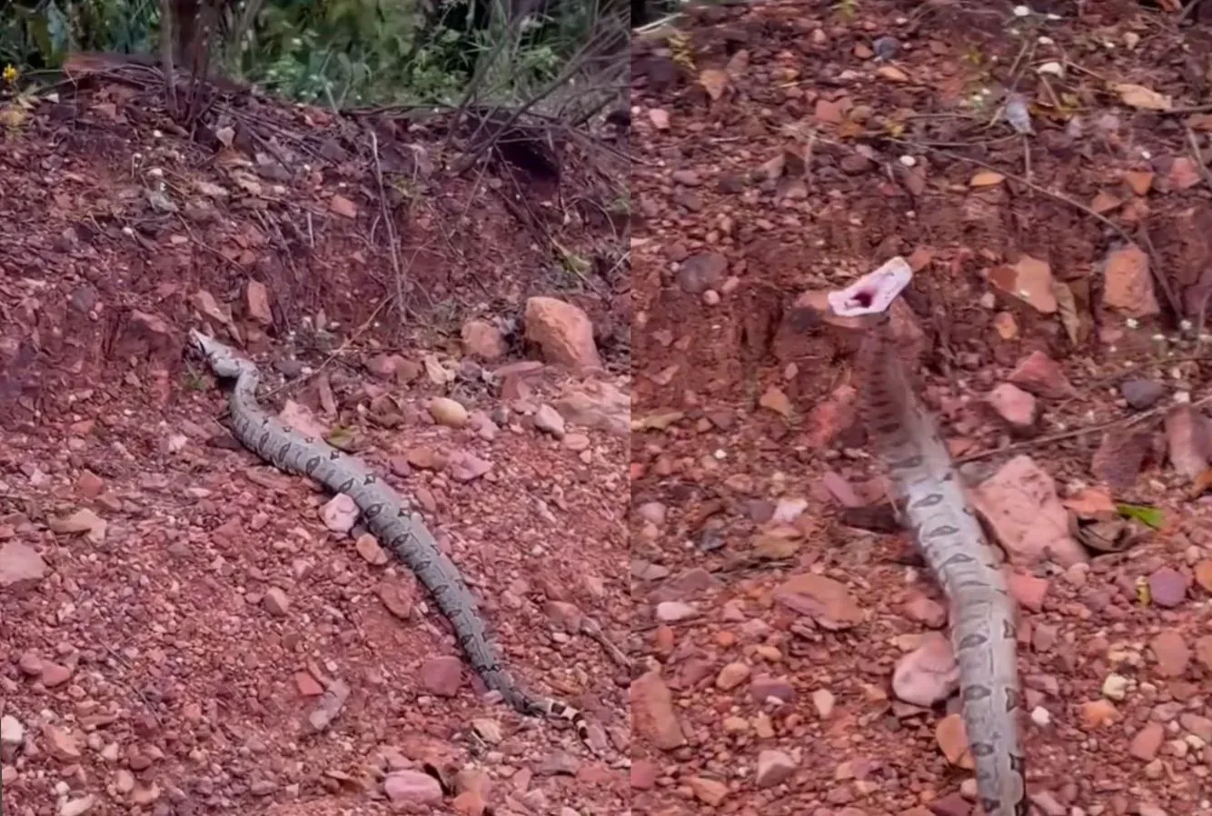 Guia filma cobra na beira da estrada e leva susto com bote em MT; veja vídeo