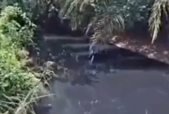 Mirassol d’Oeste decreta emergência após descarte irregular de produtos químicos em córrego; veja vídeo