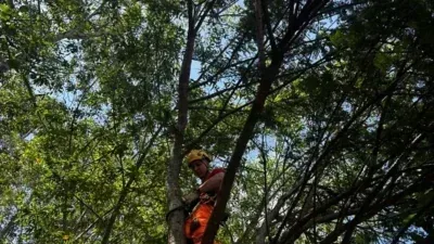 VÍDEO: Gato fica preso em árvore de 15 metros, bombeiros resgatam animal e ele foge