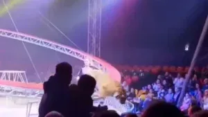 Tigre escapa de barreira e invade plateia na Rússia; veja vídeo