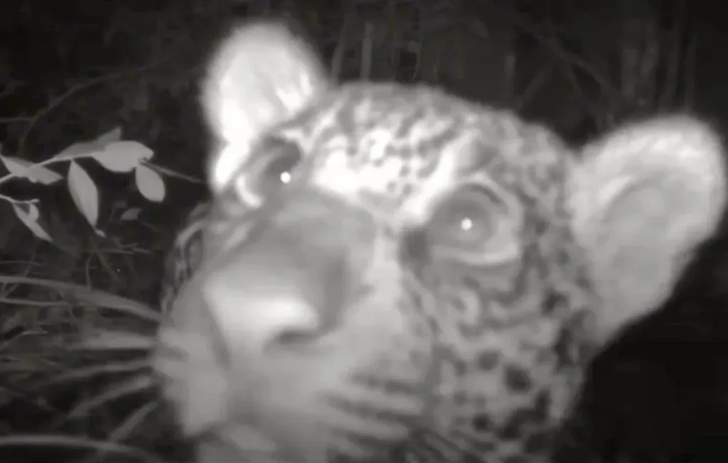 Câmera registra curiosa interação de animais selvagens no Pantanal mato-grossense; veja vídeo