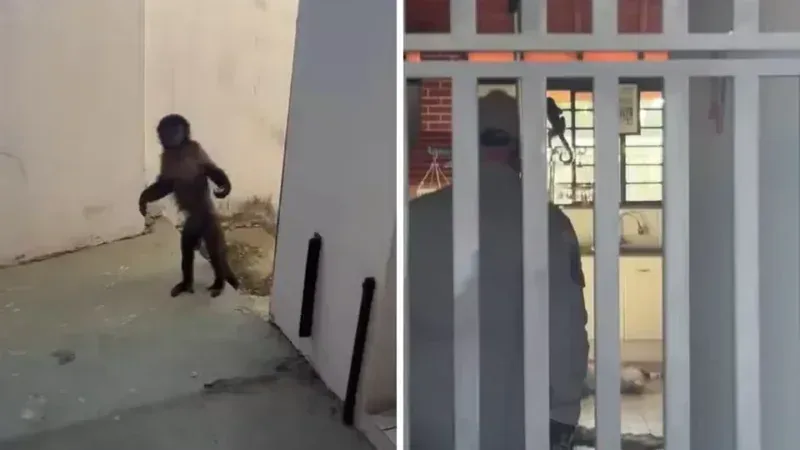 Macaco escapa, invade casas e mobiliza bombeiros em Campinas; veja vídeo