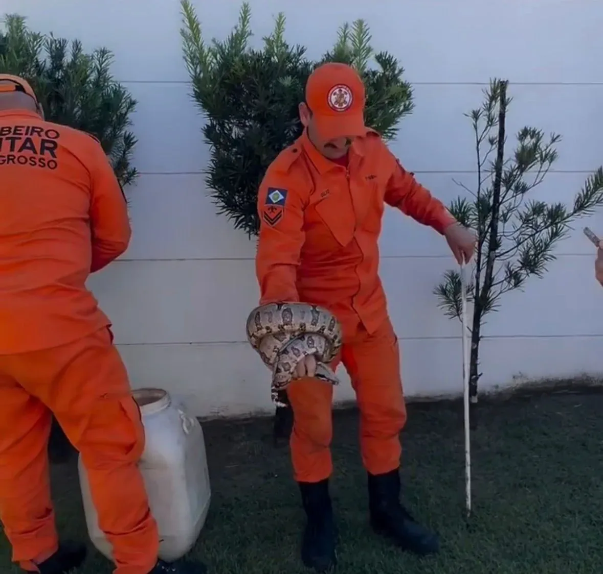 Jiboia é capturada em gramado próximo a condomínio residencial de Cuiabá; veja vídeo