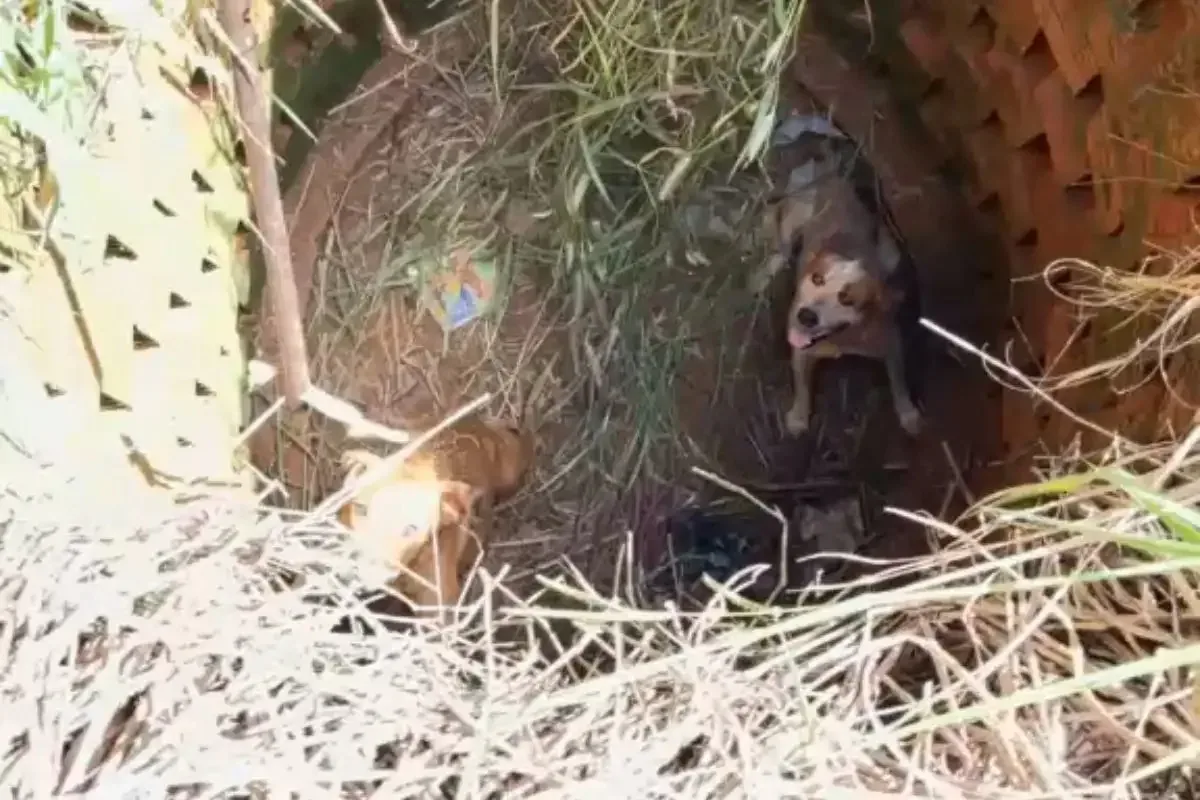 Bombeiros salvam cães presos dentro de fossa em terreno baldio de Sorriso; veja vídeo