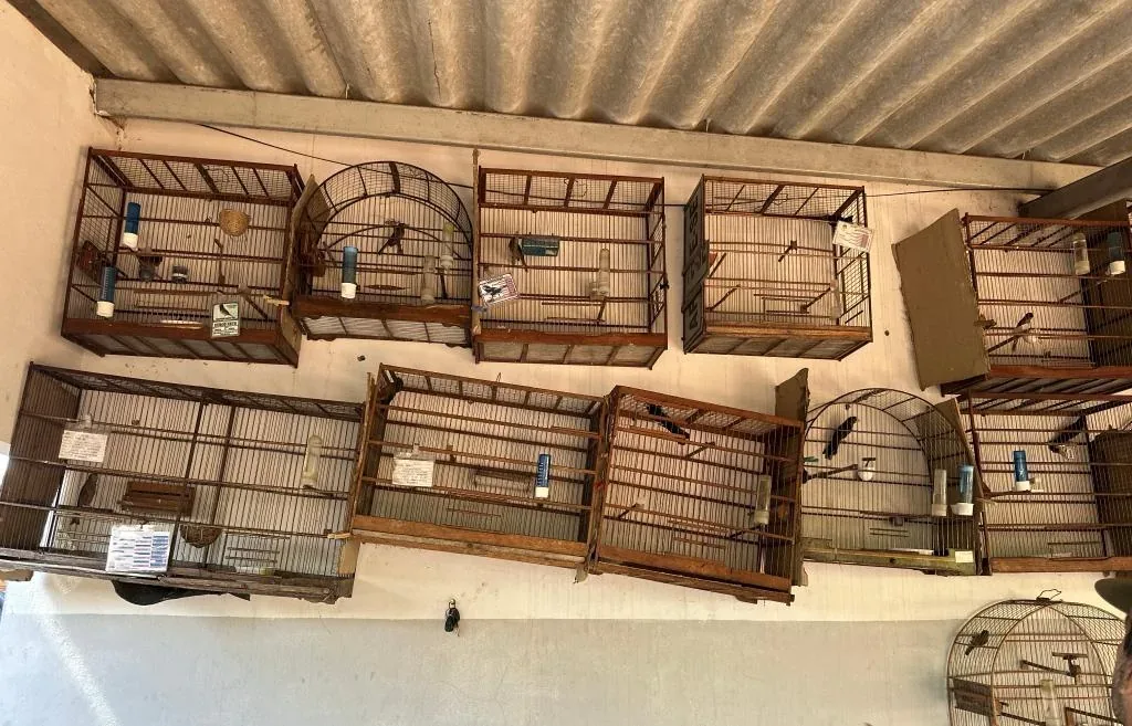 Polícia identifica suspeita de tráfico de fauna e resgata 25 aves silvestres em MT; veja vídeo