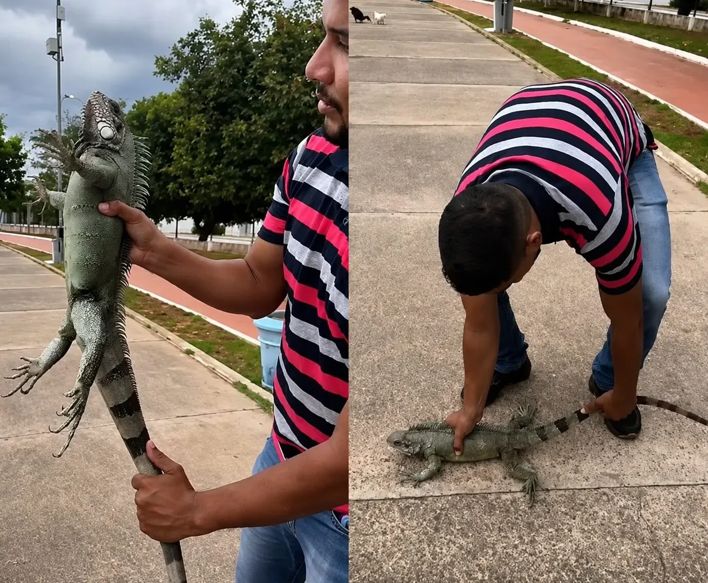 Família registra encontro com lagarto gigante durante passeio pelo Parque Tia Nair em Cuiabá; veja vídeo