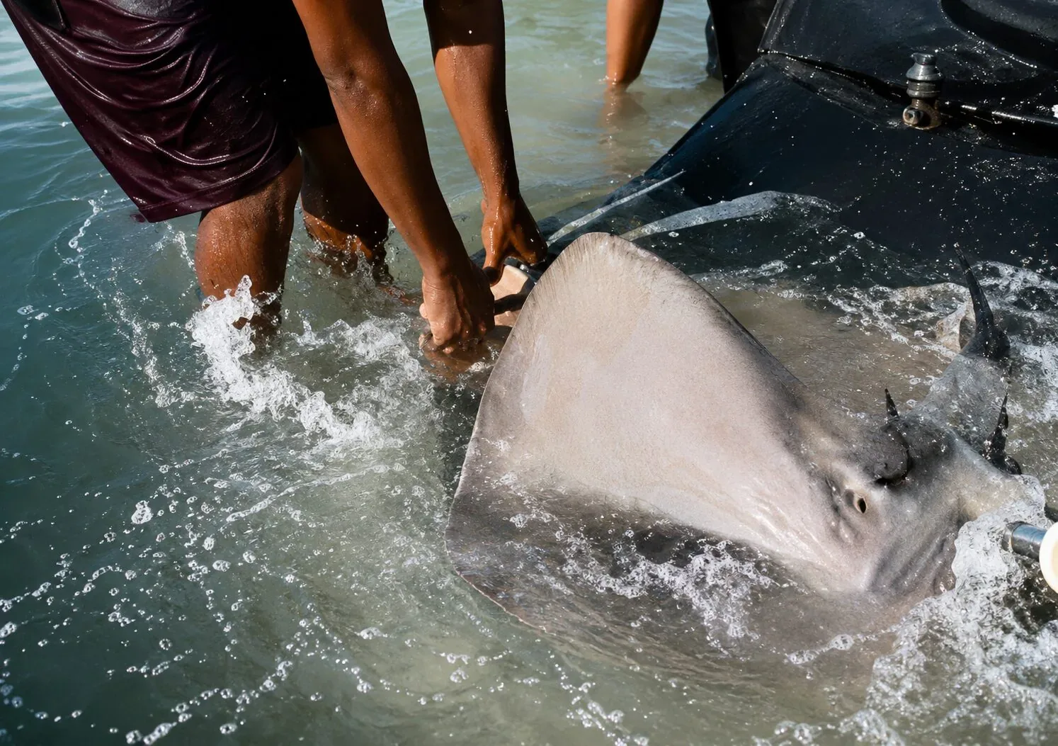 Pescadores capturam arraia gigante em rede e cena impressiona; Veja vídeo