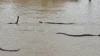 Fuga de quase 900 cobras assusta moradores após temporais; Veja vídeo