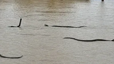 Fuga de quase 900 cobras assusta moradores após temporais; Veja vídeo
