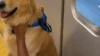 Tutor arrisca a própria vida para resgatar cachorro nos trilhos; Veja vídeo