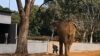 VÍDEO: Vigilante impede aproximação de elefante e evita acidente em Zoológico