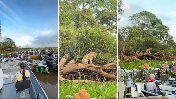 Pantanal registra verdadeiro fila de barcos durante observação de onça-pintad; veja vídeo