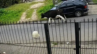 Vaca sai arrastando portão de ferro pelas ruas e cena impressiona moradores; veja vídeo