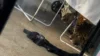 Onça-pintada invade quintal de casa e assusta moradores; Veja vídeo