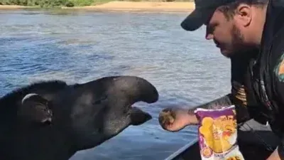 Homem alimenta anta com salgadinho no Pantanal mato-grossense; veja vídeo