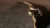 Sucuri é gravada atravessando a rua em Alto Taquari; veja vídeo