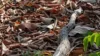 Jiboia é flagrada no Parque Mãe Bonifácia em Cuiabá; veja vídeo