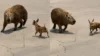 Capivara persegue pinscher na orla e cachorro precisa de ajuda para escapar; veja vídeo
