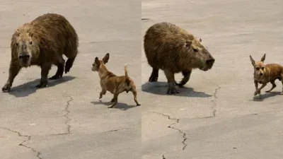 Capivara persegue pinscher na orla e cachorro precisa de ajuda para escapar; veja vídeo