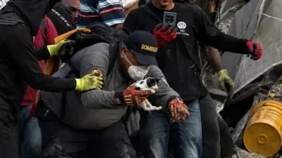 Gatinho é encontrado vivo sob escombros após terremoto devastador; veja vídeo