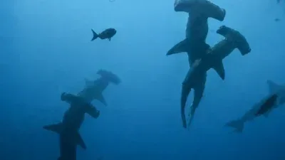 Descoberta revela berçário de tubarões ameaçados com fêmeas grávidas; veja vídeo