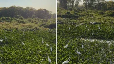 Vídeo revela paisagem encantadora com garças reunidas na Transpantaneira; veja vídeo