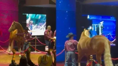 Gotta Gols Chain vira destaque após negociação de R$ 4,5 milhões em leilão em Cuiabá; veja vídeo