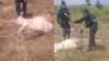 PM interrompe patrulhamento e resgata bezerro preso em cerca na zona rural de Juara; veja vídeo