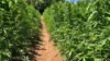 Operação erradica mais de 44 mil pés de maconha após confronto armado; veja vídeo