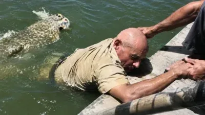 Tratador morre após crocodilo morder sua perna e permanecer agarrado por mais de uma hora; veja vídeo