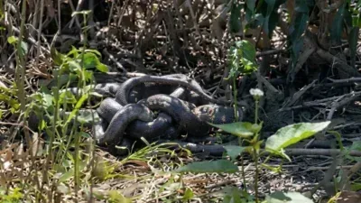 Três cobras-caninas formam “bolo nupcial” durante acasalamento perto de Cáceres; veja vídeo