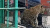 Leopardo escapa de jaula e ataca guarda florestal durante operação de resgate; veja vídeo