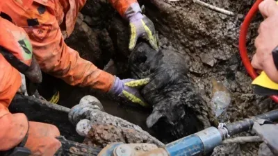 Cachorro fica preso em trilho de trem e bombeiros são acionados; Veja vídeo