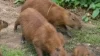 Capivara é resgatada após nylon apertar seu corpo; Veja vídeo