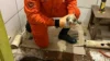 Bombeiros resgatam filhote de cachorro preso em cano de esgoto em Alta Floresta