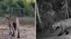 Onça-preta e possível casal de onças-pardas são flagrados em reserva ecológica de Mato Grosso; veja vídeo