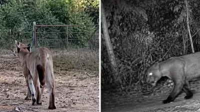 Onça-preta e possível casal de onças-pardas são flagrados em reserva ecológica de Mato Grosso; veja vídeo
